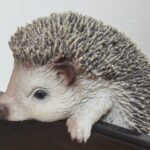 わっしゃん