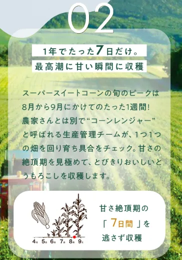 味の素HPよりヌーヴォーコーンは甘さ絶頂の7日間に収穫